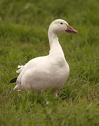 Snow Goose at the Viewing Area © Heather Forcier