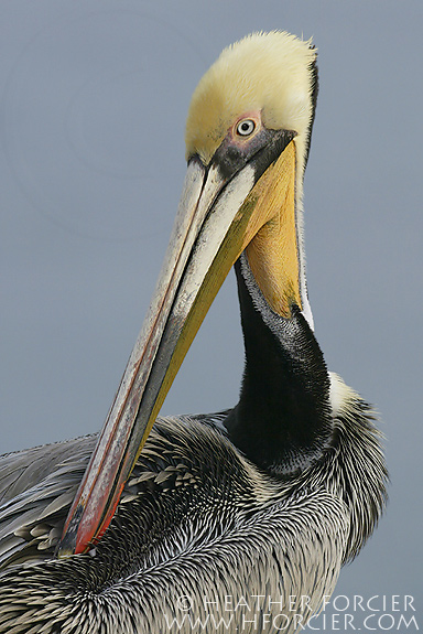 Brown Pelican, Pelecanus occidentalis 