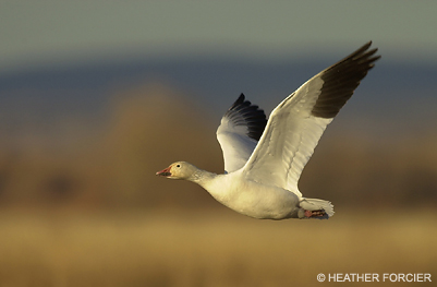 Snow Goose in Flight © Heather Forcier