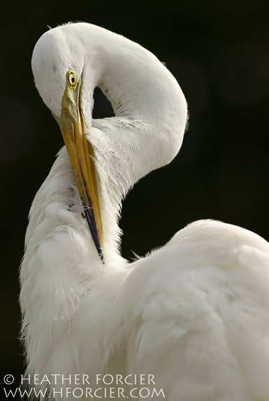 Great Egret, Ardea alba 
