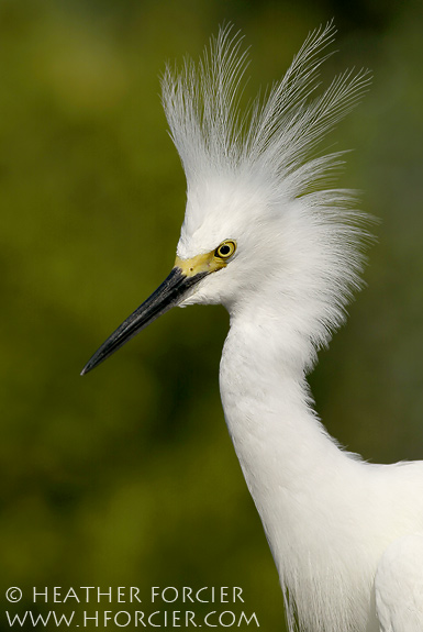Snowy Egret, Egretta thula 