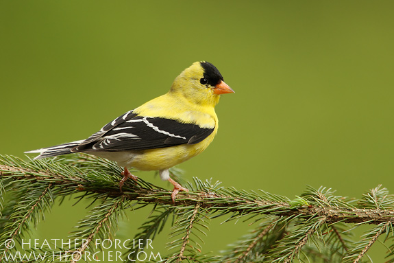 American Goldfinch, Vermont