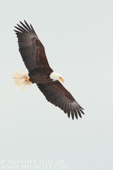 Bald Eagle over Lake Champlain