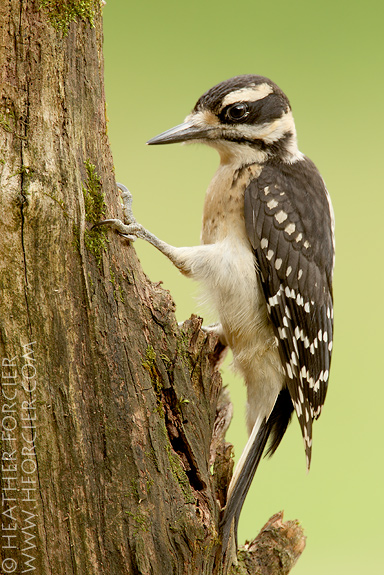 Hairy Woodpecker, Vermont
