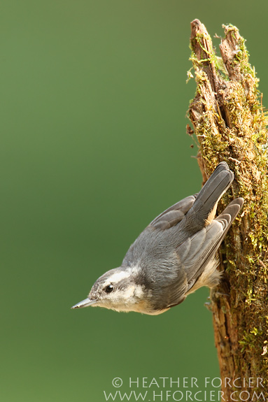 Juvenile Red-breasted Nuthatch